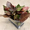 PHILODENDRON 12 CM MC FINALE 1X8